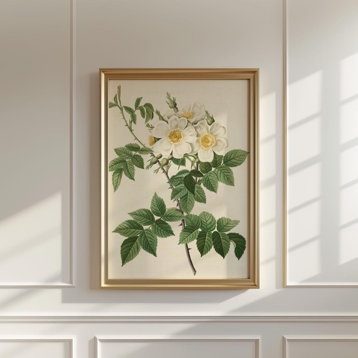 White Wild Rose Blossom Cluster Vintage Botanical Illustration Poster - Image 5