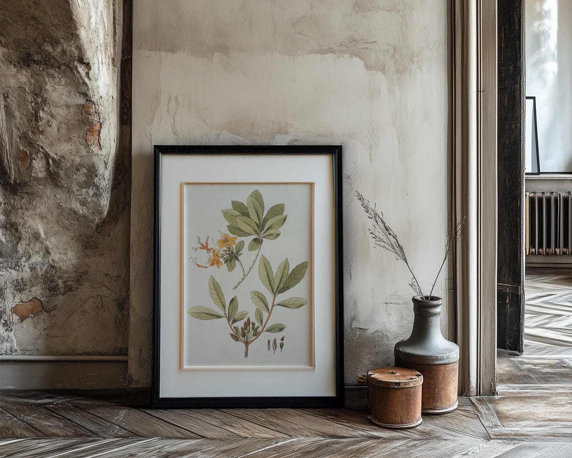 Orange Honeysuckle Botanical Illustration With Seed Pods Print - Image 3