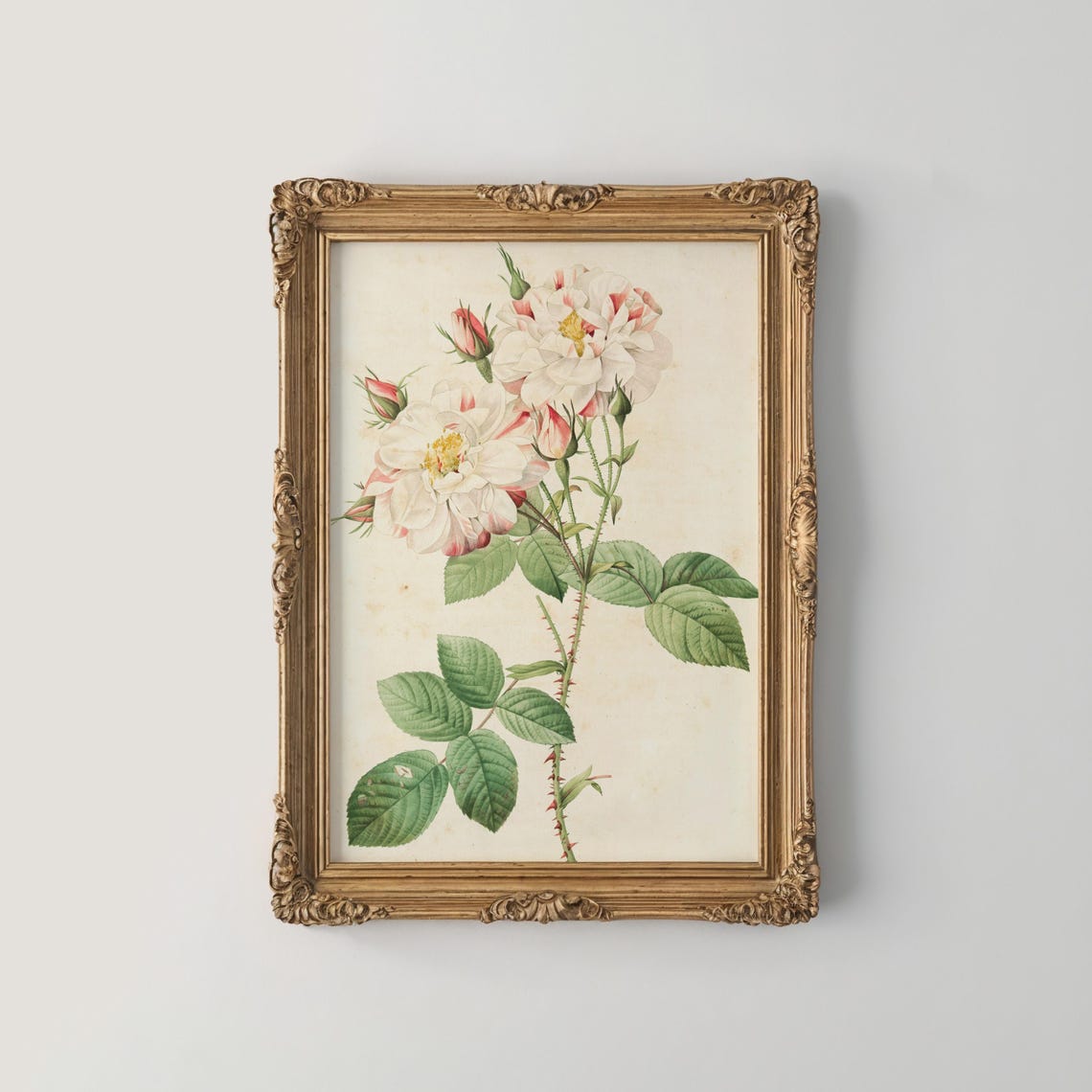 White Cabbage Roses with Blush Buds Vintage Botanical Poster