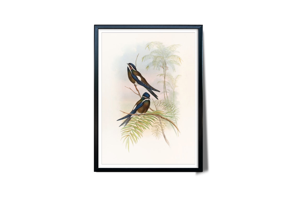 Vintage Swallows Perched Palm Branches Ornithology Illustration Poster - Image 3