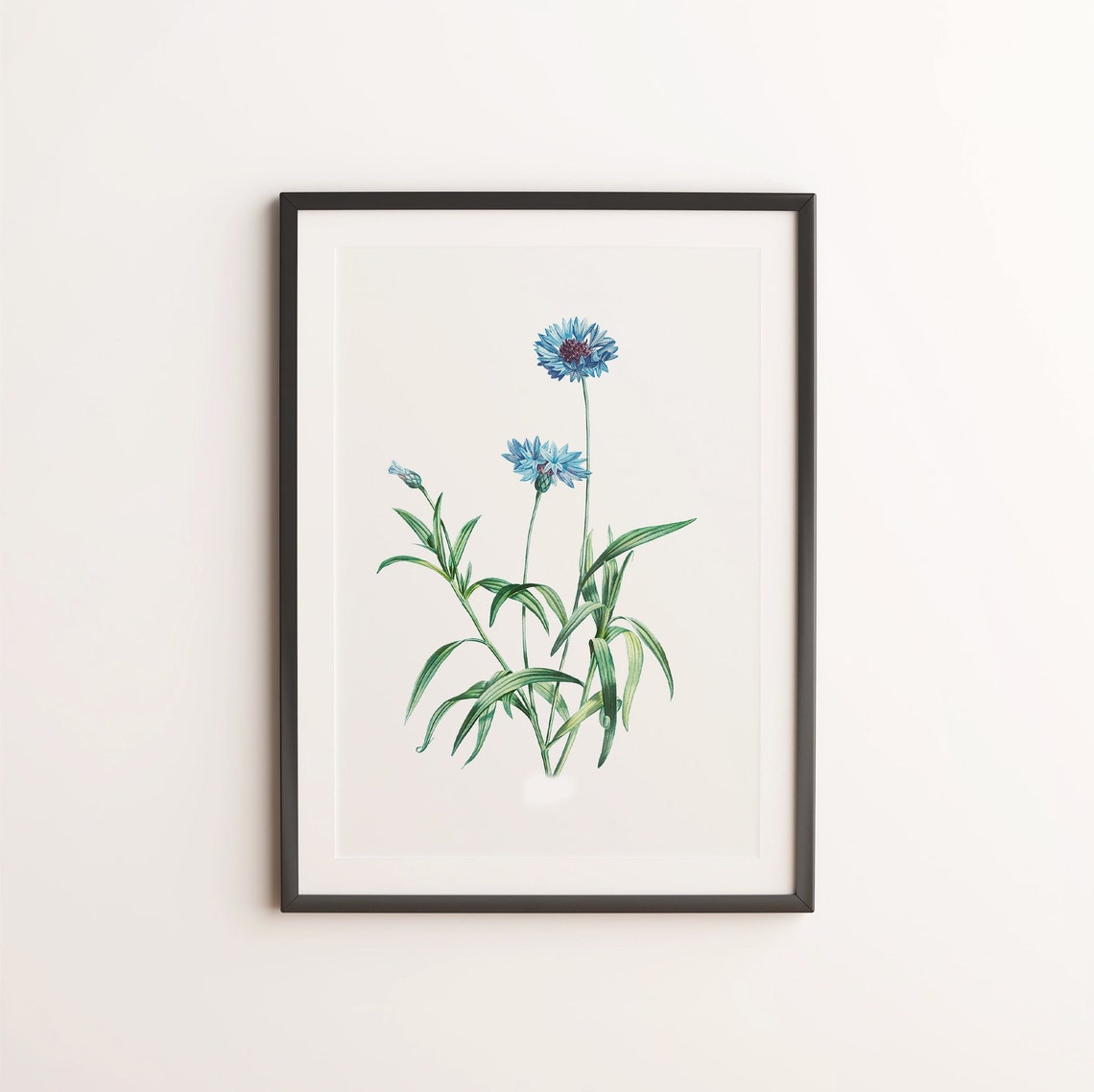 Blue Cornflower Botanical Illustration Vintage Flower Art Print - Image 3