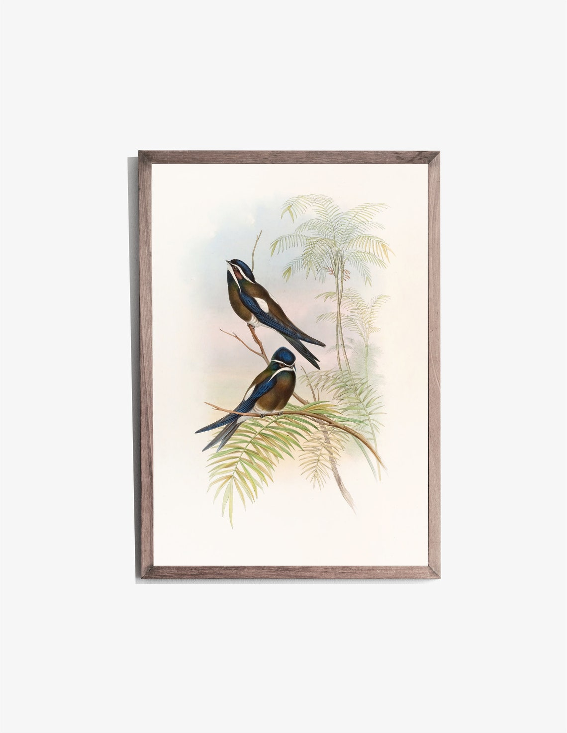Vintage Swallows Perched Palm Branches Ornithology Illustration Poster - Image 2