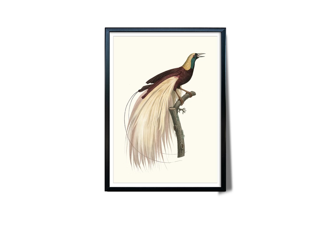 Emperor Bird Of Paradise Golden Plumes Vintage Illustration Art Poster - Image 3