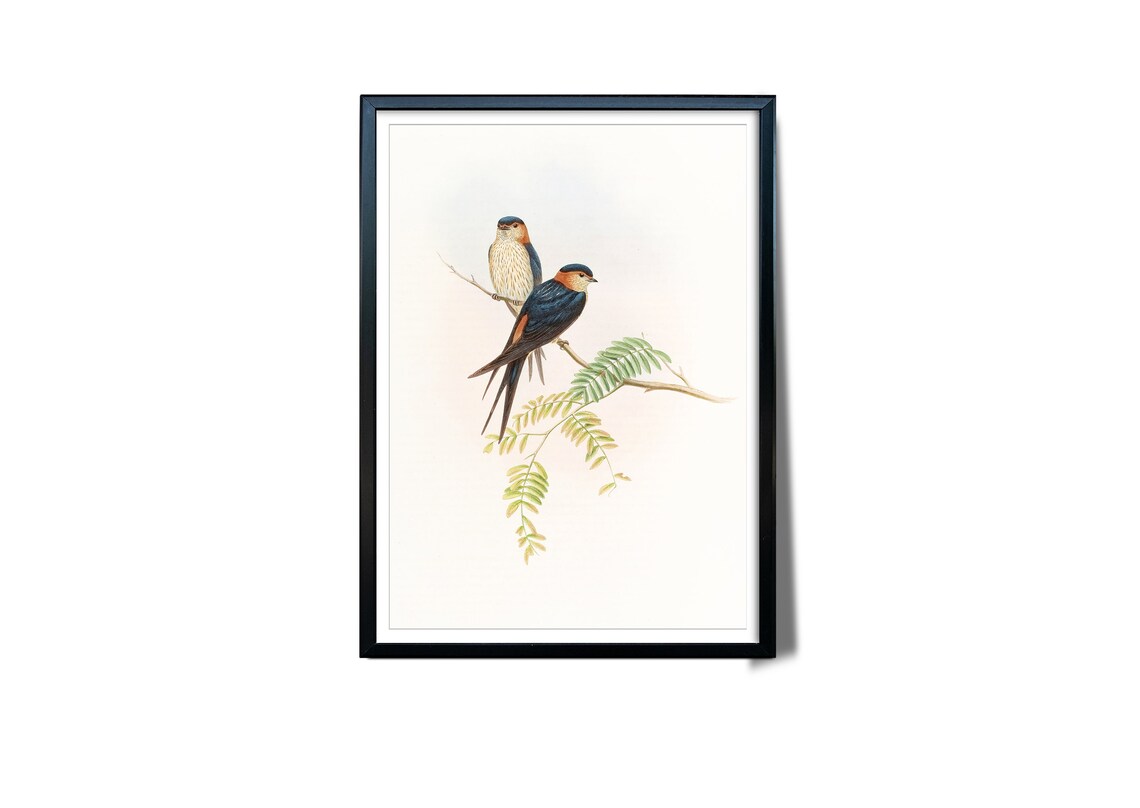 Pair Swallows Red Throats Vintage Ornithology Bird Illustration Poster - Image 3
