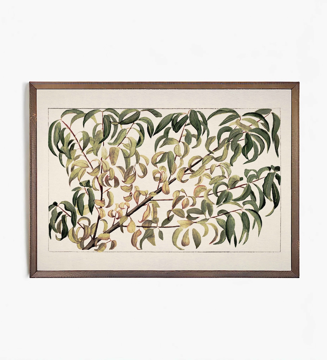 Vintage Botanical Drawing, Branch Of Peach - Image 2