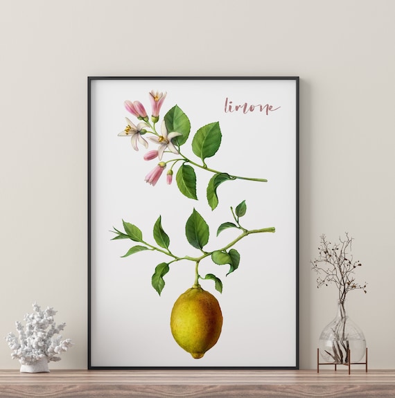 Lemon Tree Watercolor Art Print, Botanical Wall Art