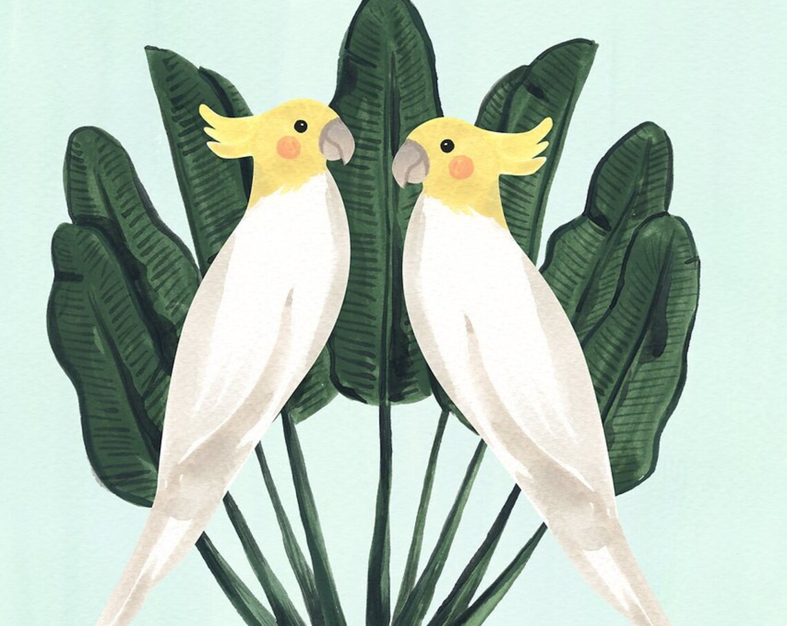 Cockatiels Art Print, Sabina Fenn Illustration