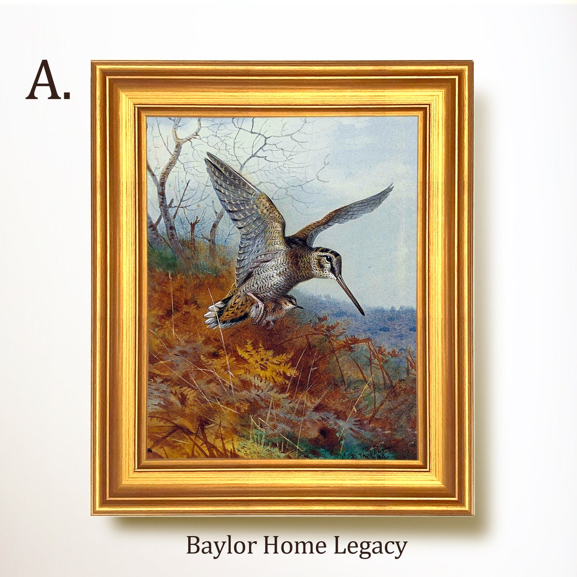 Woodcock in Flight Over Autumn Marsh Vintage Bird Wildlife Art Poster - Image 5
