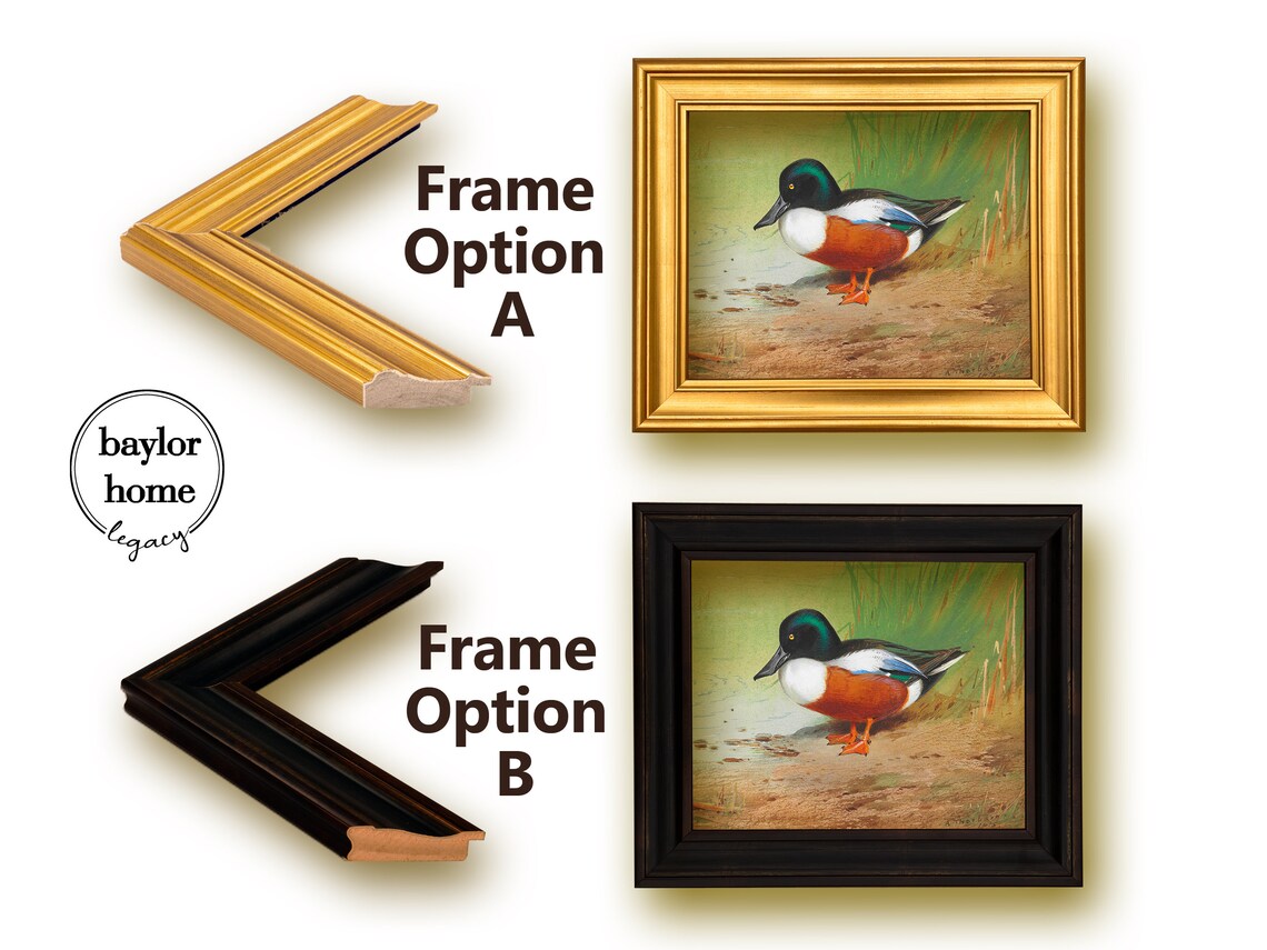 Northern Shoveler Duck Standing At Shore Vintage Waterfowl Bird Poster - Image 5
