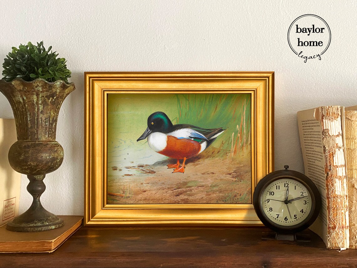 Northern Shoveler Duck Standing At Shore Vintage Waterfowl Bird Poster - Image 3