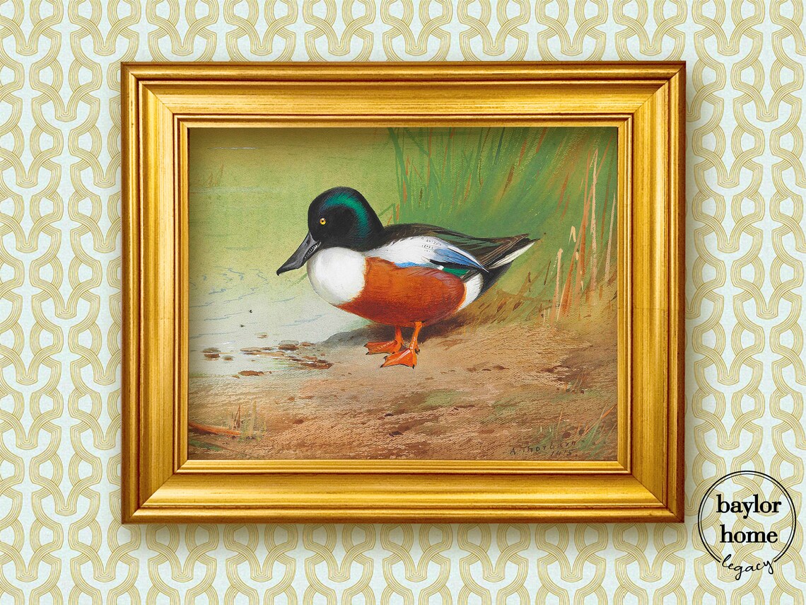 Northern Shoveler Duck Standing At Shore Vintage Waterfowl Bird Poster