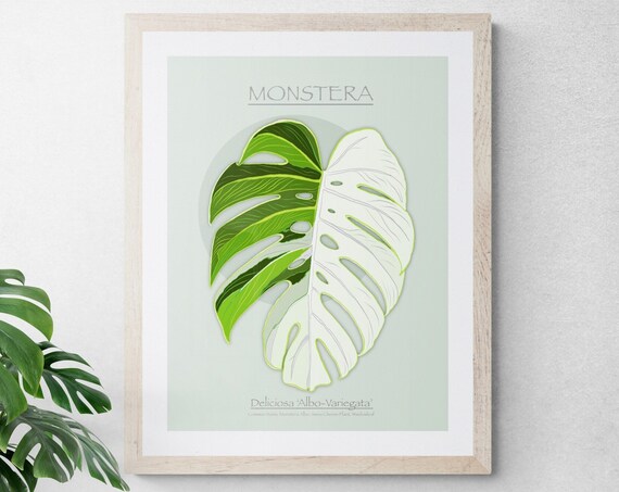 Monstera Albo Variegata Half White Leaf Botanical Illustration Art Poster