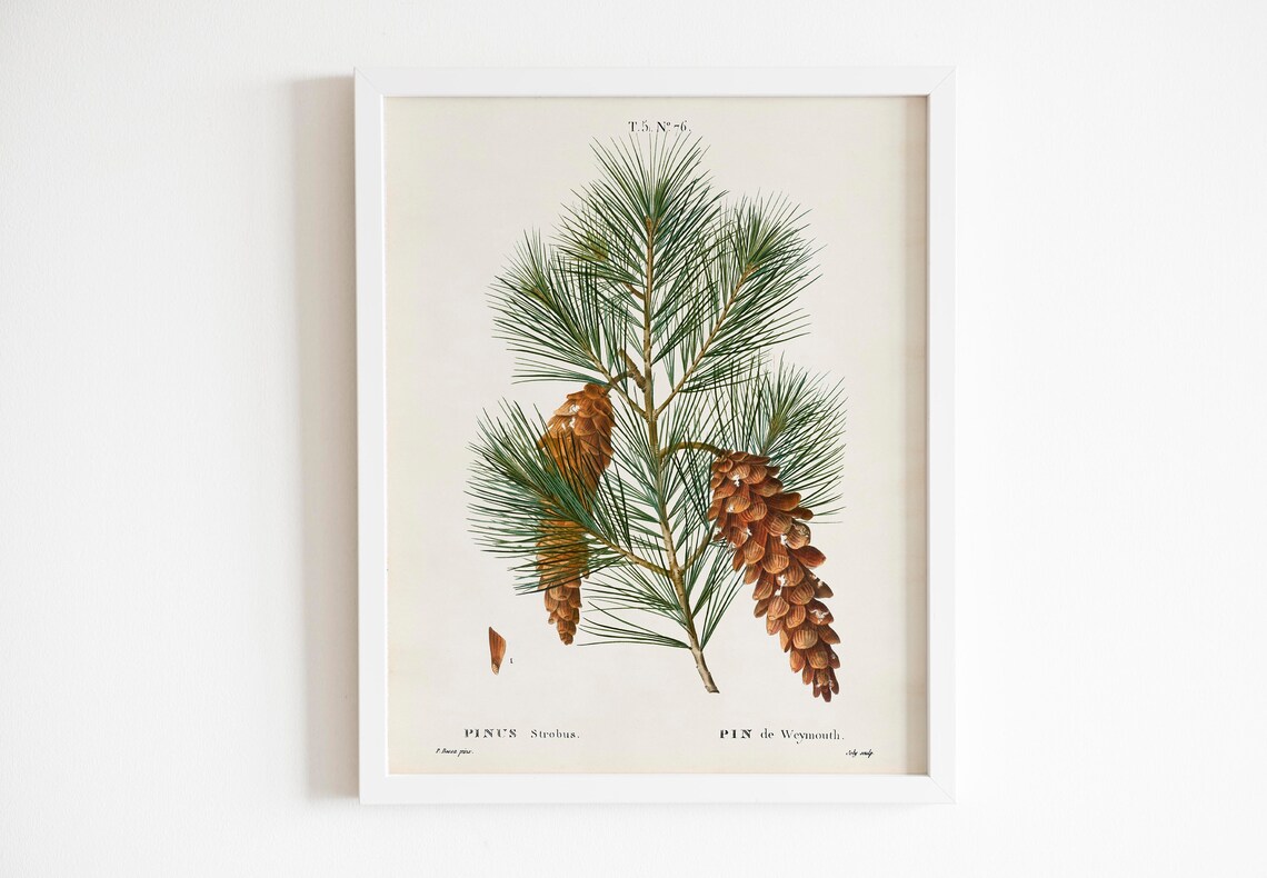 Set of 4 Vintage Pine and Fir Botanical Conifer Illustration Poster - Image 2