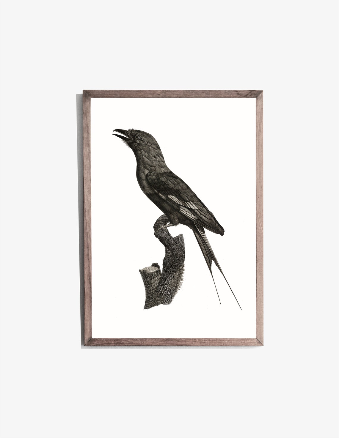 Antique Engraving Dark Long Tailed Bird Branch Classic Wall Art Poster - Image 2
