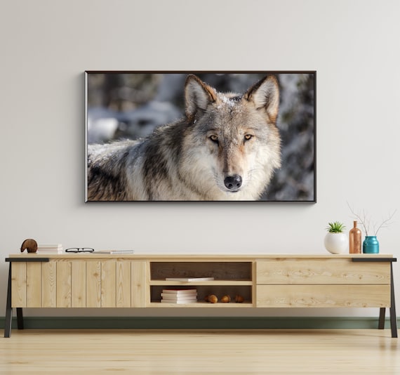 Gray Wolf Close Up Portrait In Snowy Forest Wild Winter Animal Poster