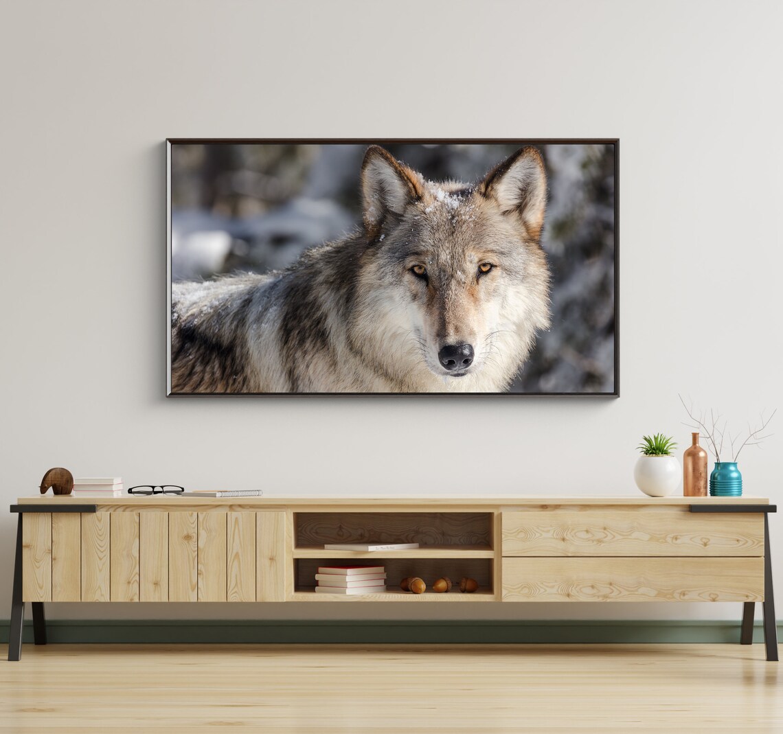 Gray Wolf Close Up Portrait In Snowy Forest Wild Winter Animal Poster