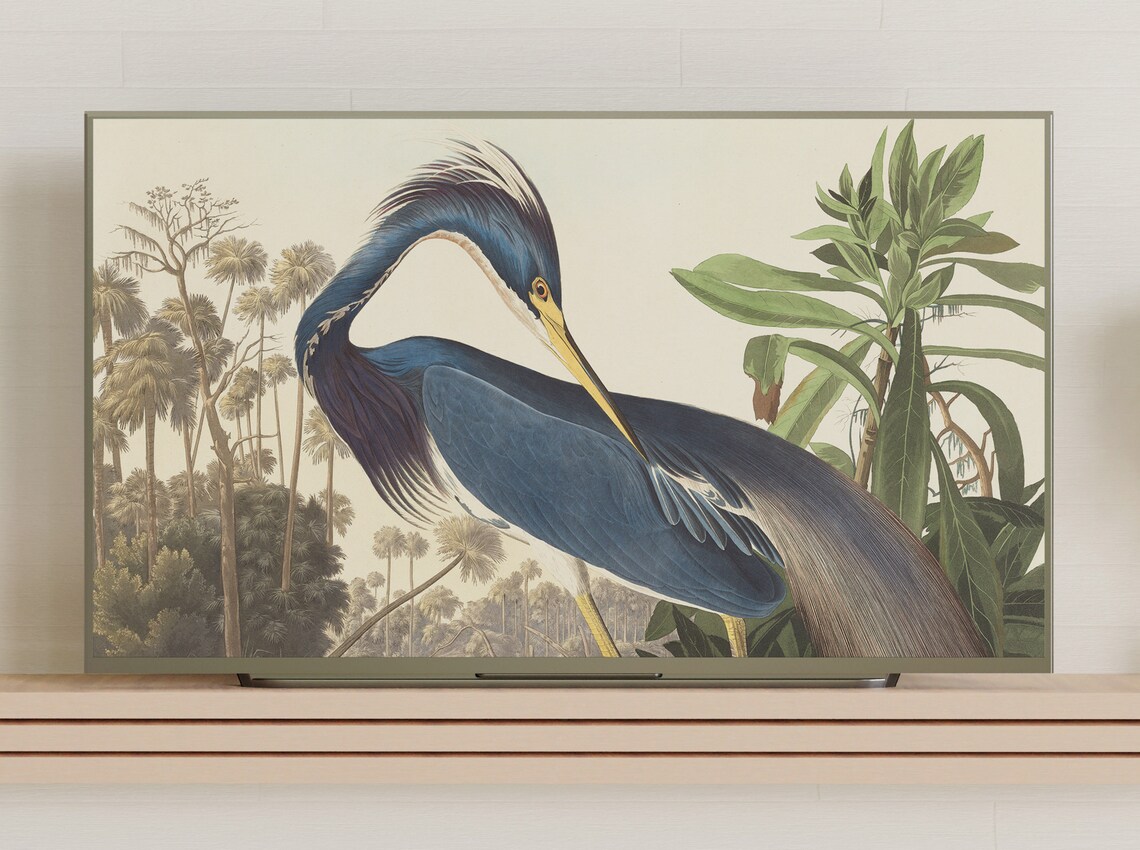 Antique Bird Print, Vintage Louisiana Heron Art Print - Image 3