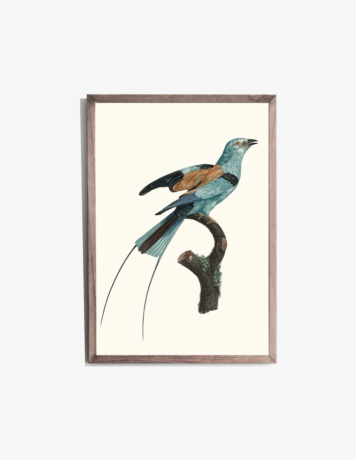 Turquoise Chestnut Bird Long Tail Vintage Illustration Wall Art - Image 2