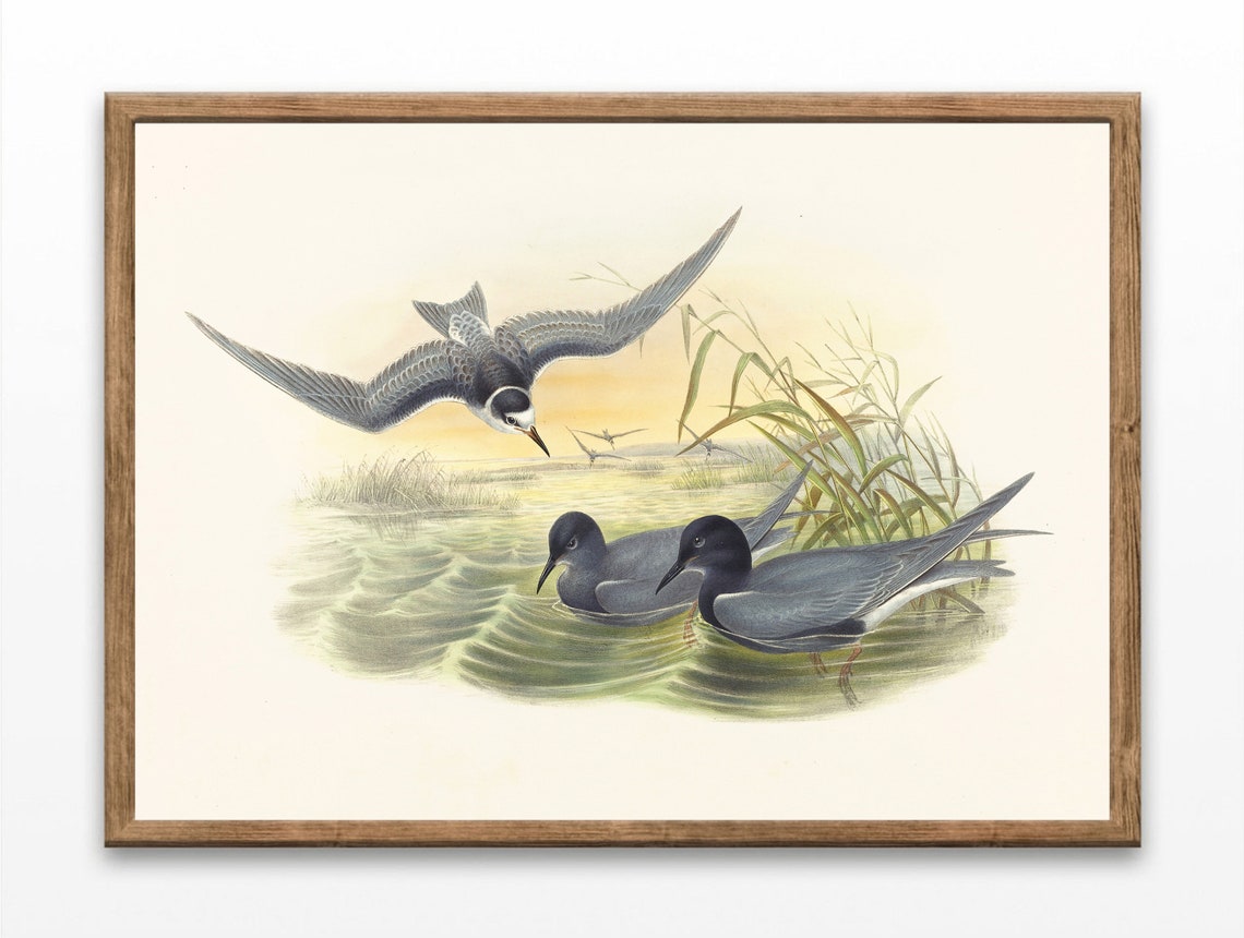 Vintage Marsh Tern Lithograph Antique Waterbird Illustration Print