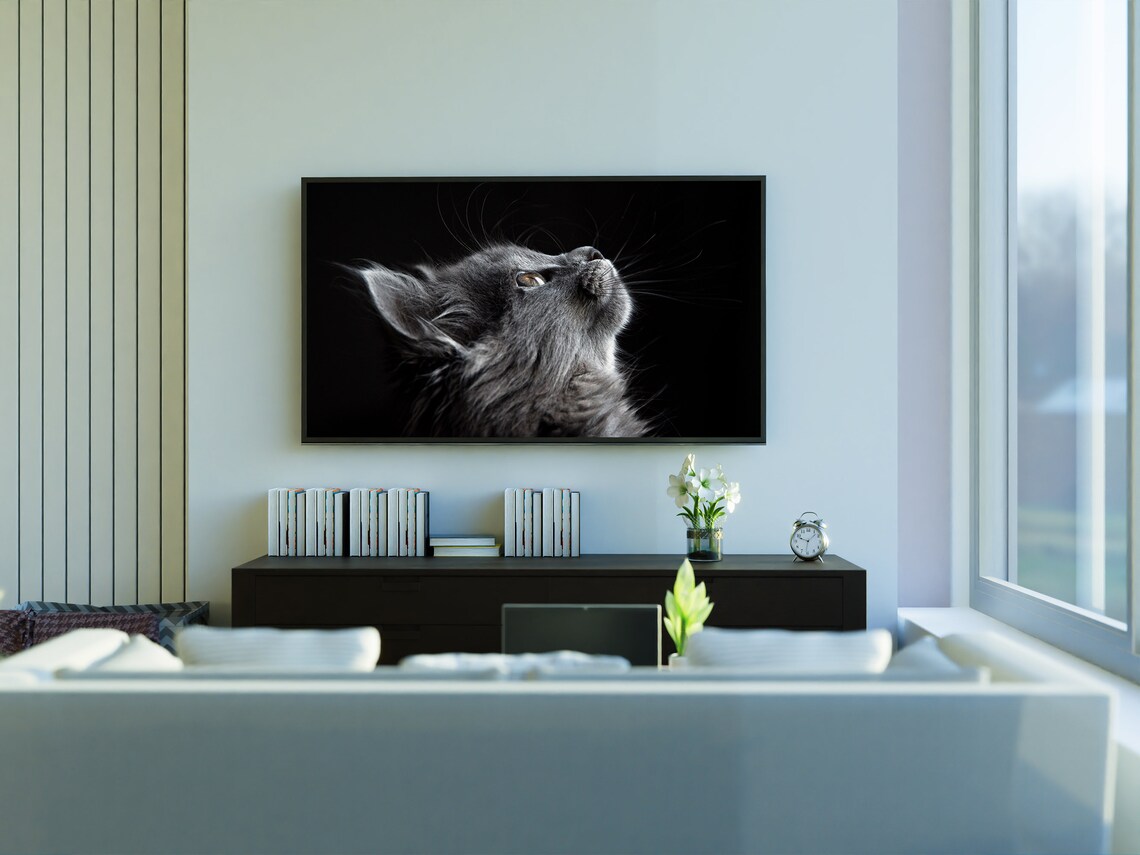 Gray Cat Close Up Portrait Black Background Pet Photo Poster - Image 3