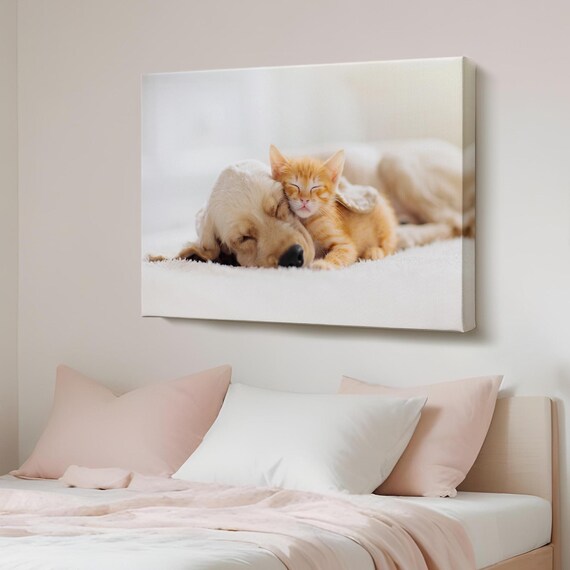 Sleeping Golden Retriever Puppy and Orange Kitten Cuddle Photo Poster