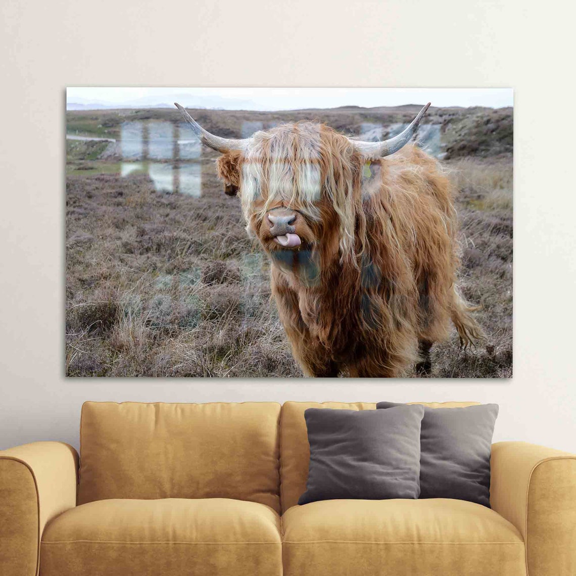 Funny Highland Cow Sticking Tongue Out Farm Animal Photo Poster