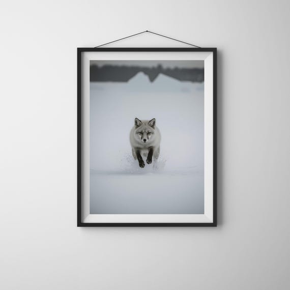 Arctic Fox Photography Print Black And White Wildlife Wall Decor