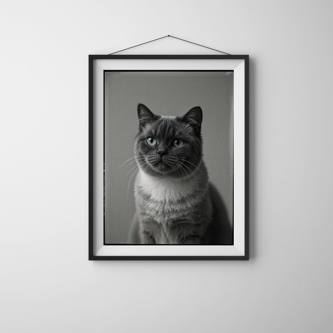 Black And White Scottish Fold Cat Portrait Vintage Pet Poster