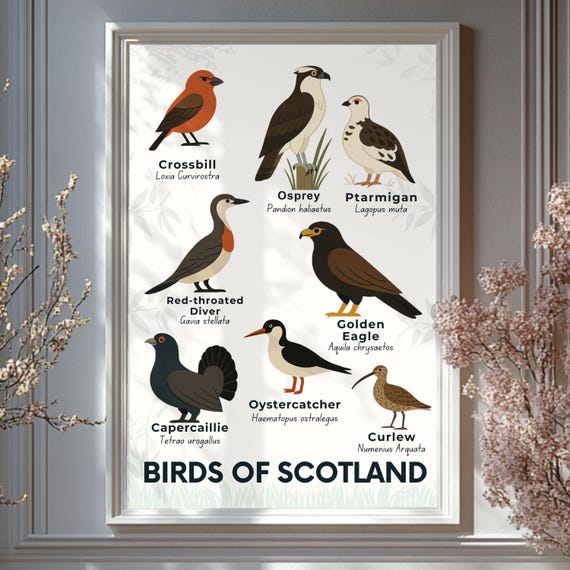 Scottish Birds Art Print Educational Wildlife Illustration Highlands Species