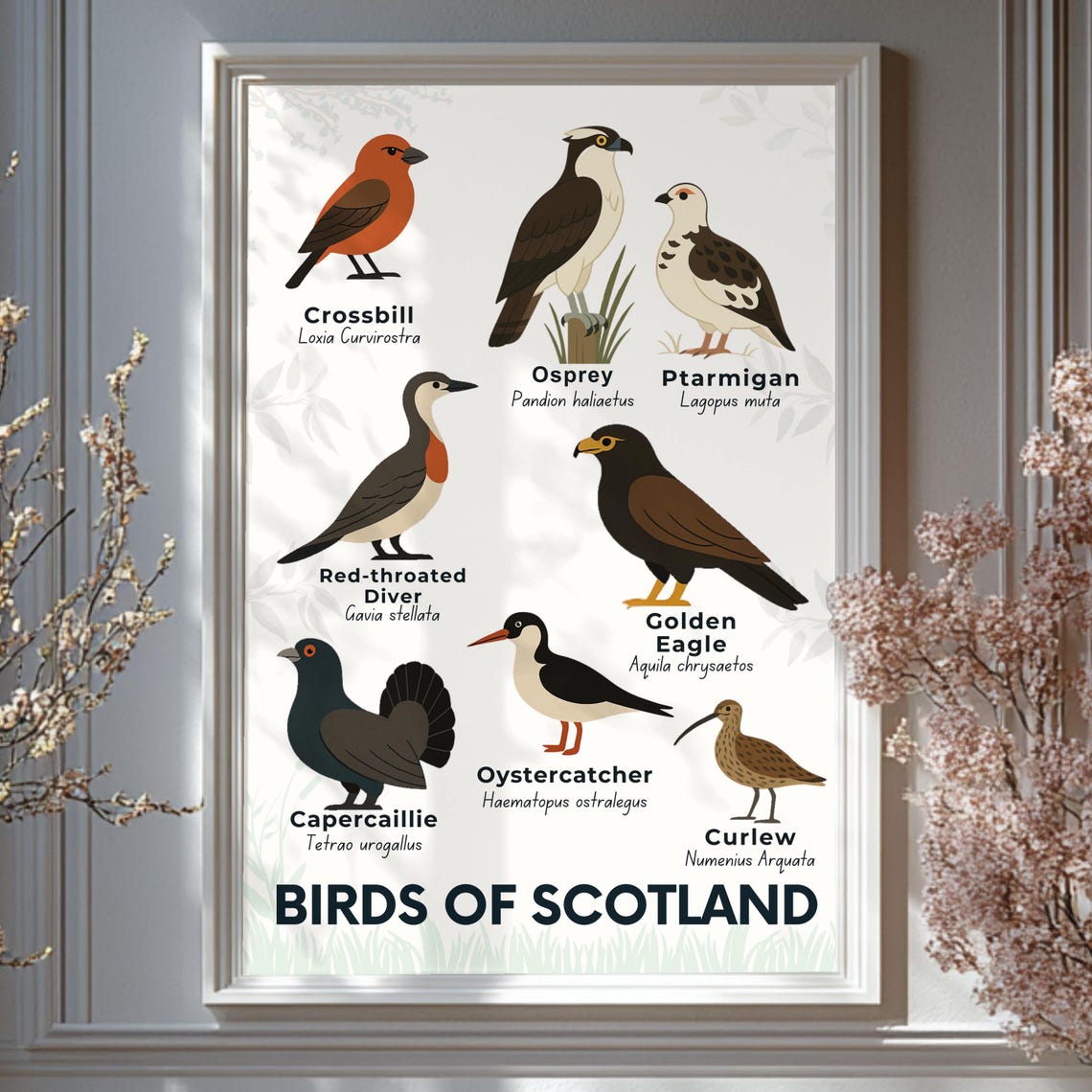 Birds of Scotland Educational Wildlife Bird Illustration Poster