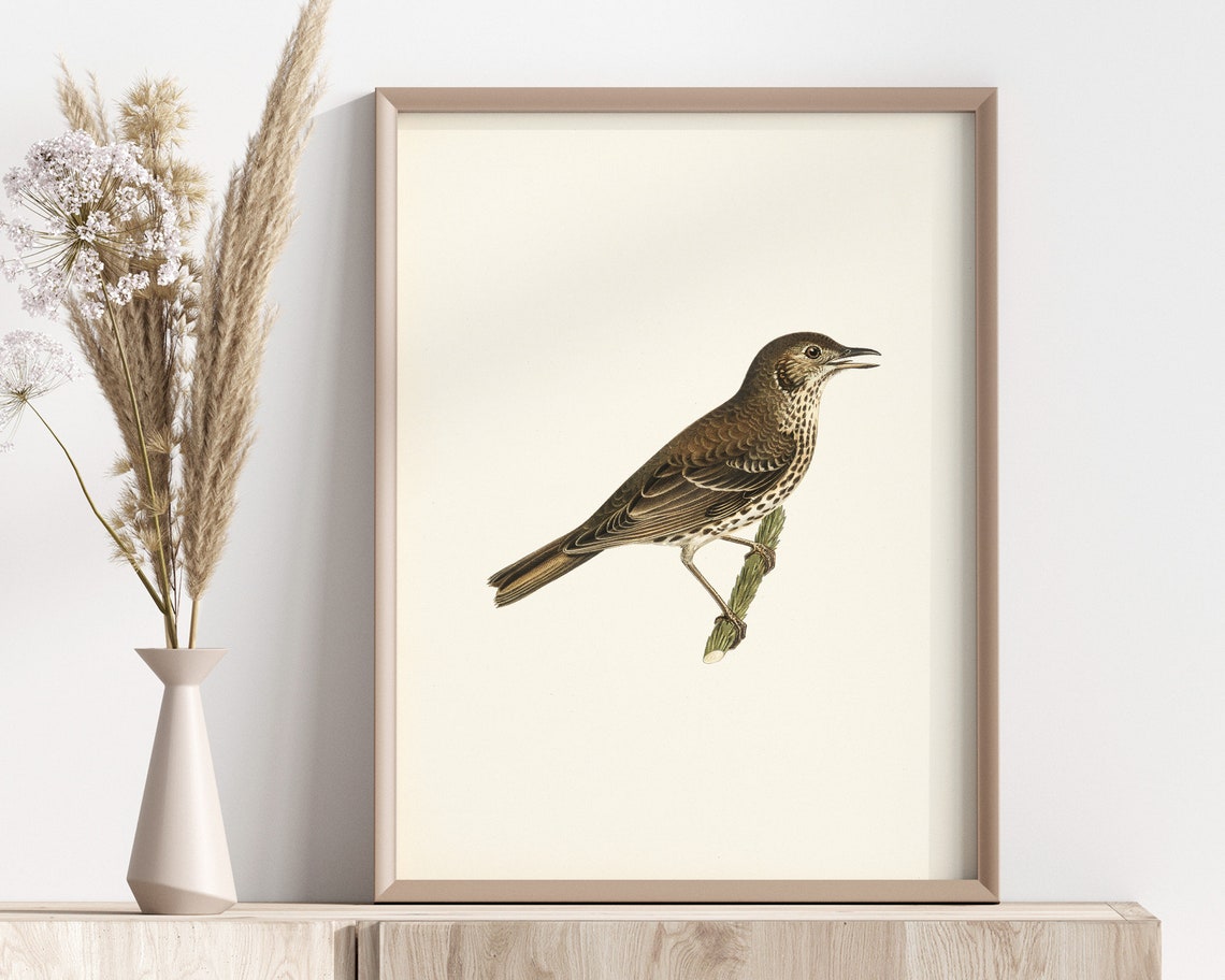 Antique Thrush Songbird Vintage Natural History Artwork Poster - Image 2