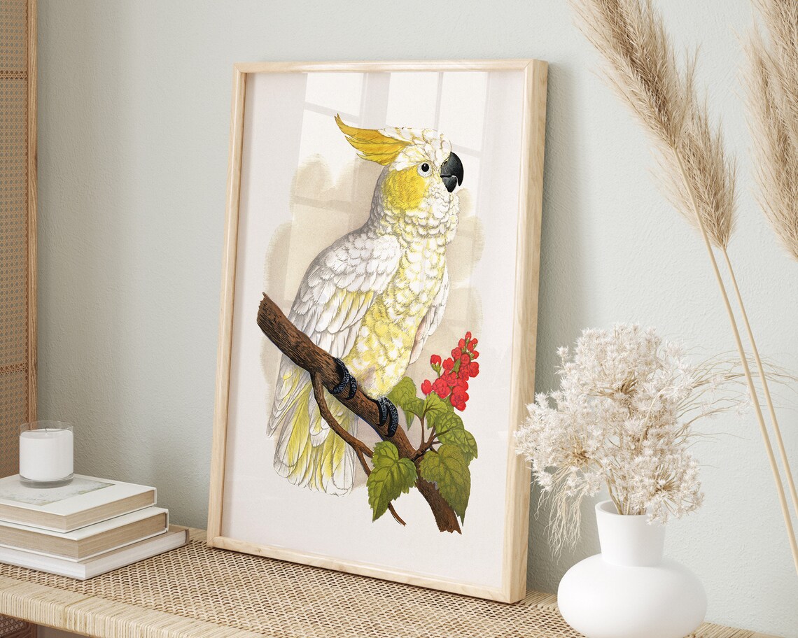 Sulphur Crested Cockatoo Vintage Bird Botanical Antique Art Poster
