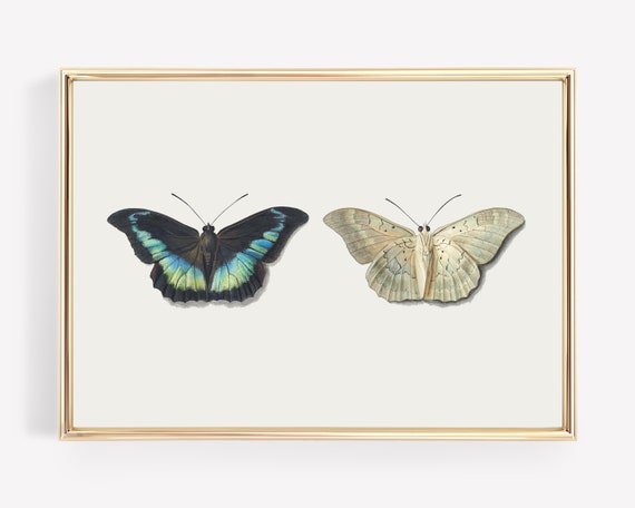 Vintage Butterfly Wall Art Light Academia Decor Vintage Art Print Light Academia Print Altered Art Wall Art