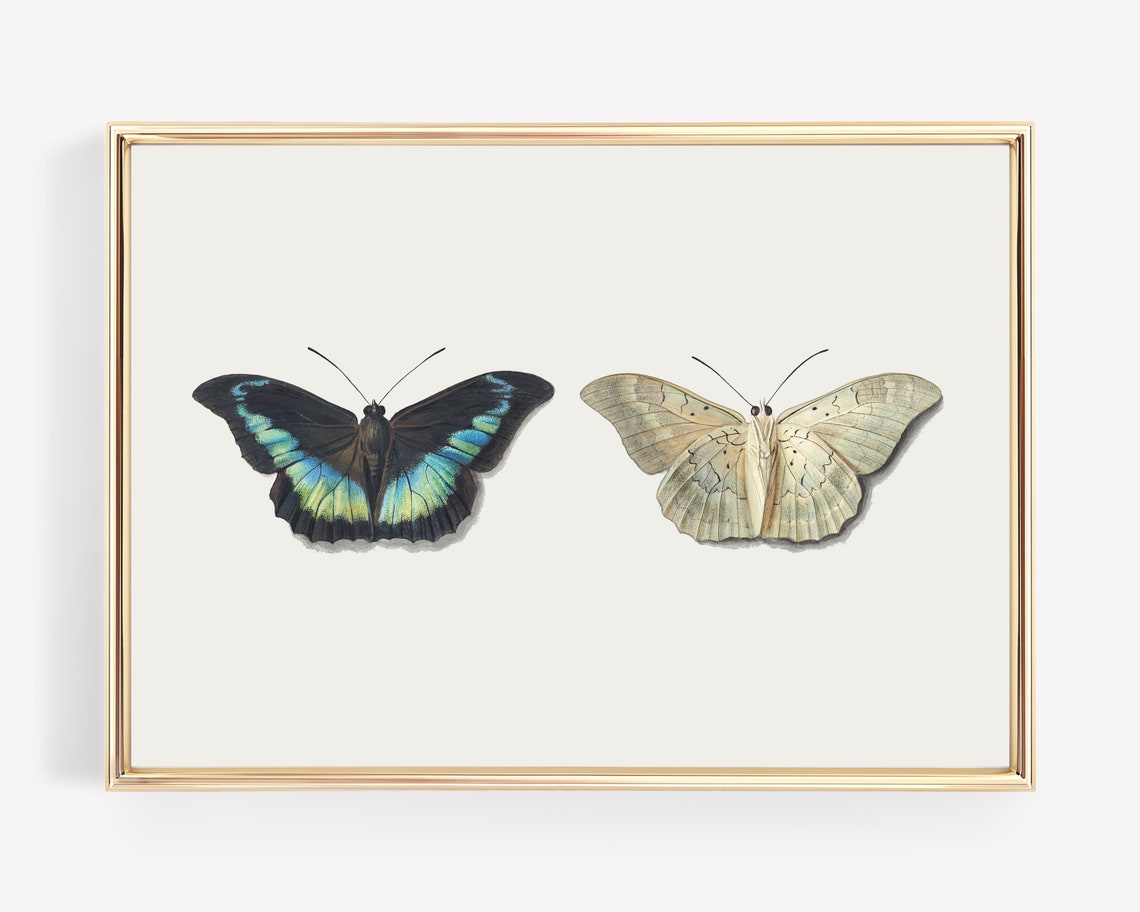 Vintage Butterfly Pair Natural History Illustration Beige Art Poster