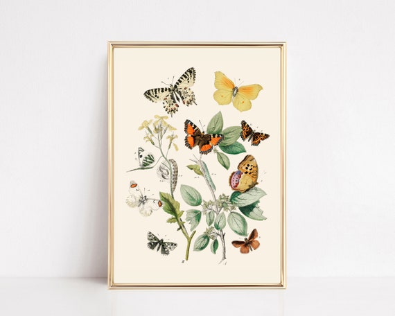 Vintage Butterfly Print, Nursery Botanical Art