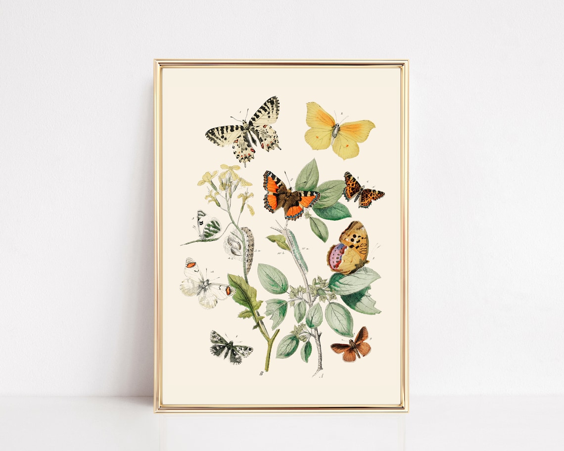Vintage Butterfly Print, Nursery Botanical Art