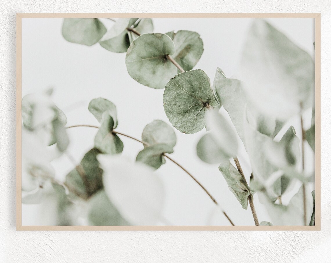 Eucalyptus Horizontal Botanical Poster Print