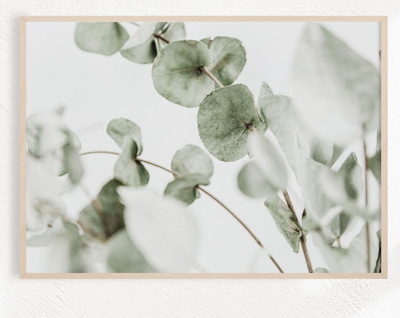 Eucalyptus Horizontal Botanical Poster Print