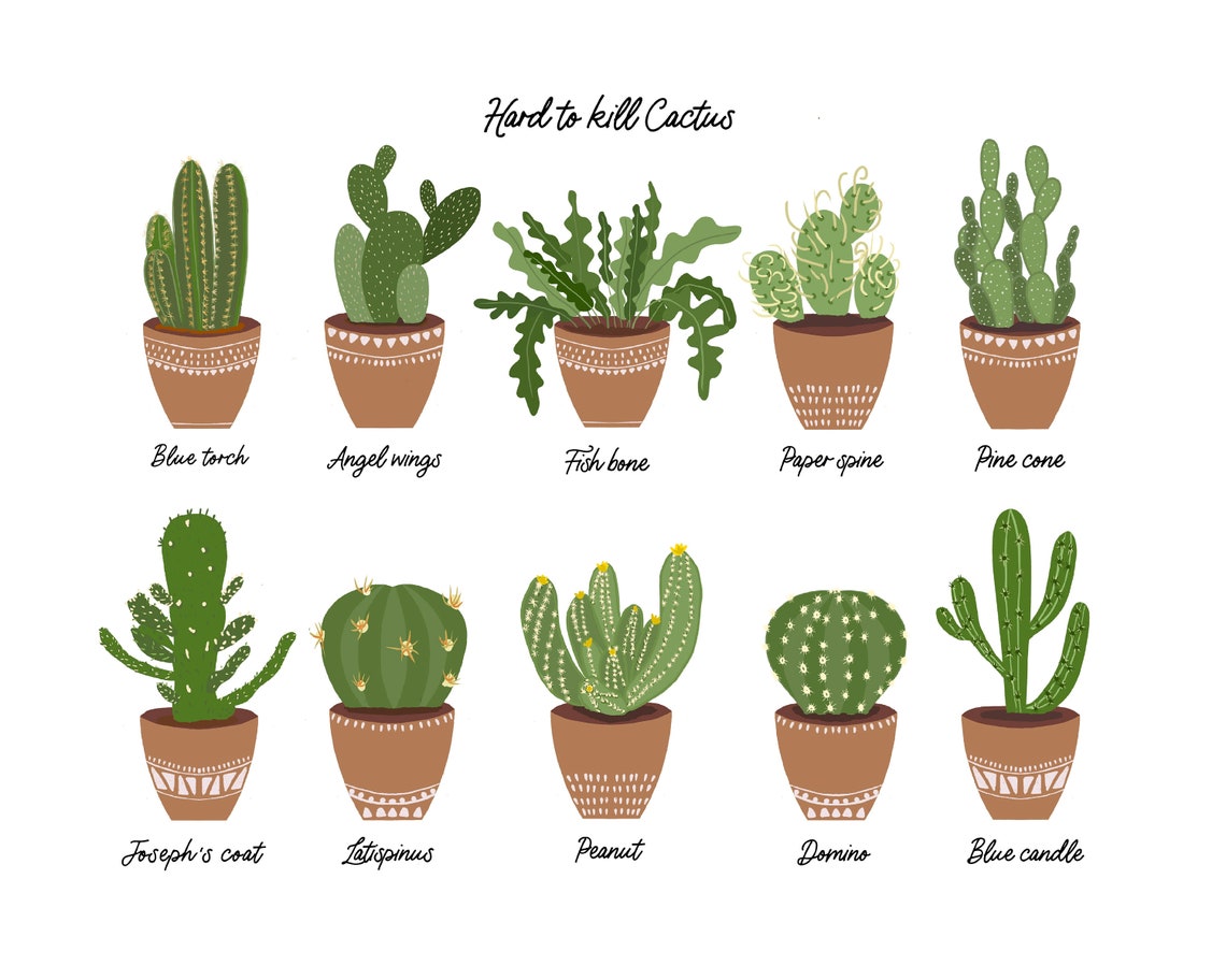 Hard to Kill Cactus Types Illustrated Botanical Chart Framed Art Print - Image 3