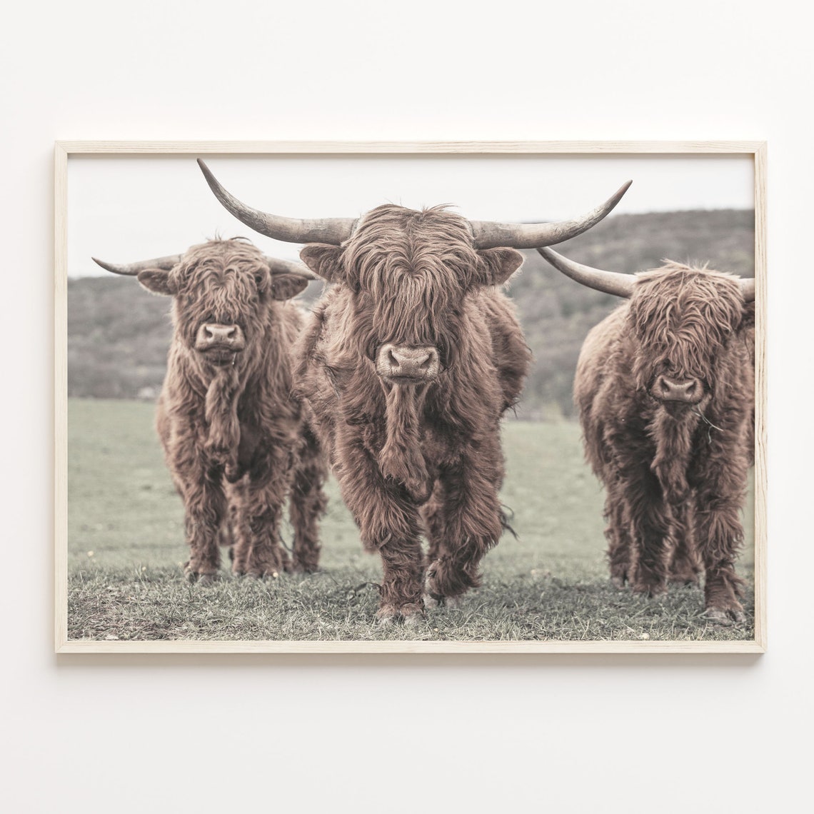 Three Scottish Highland Cows Walking In A Field Photo Poster