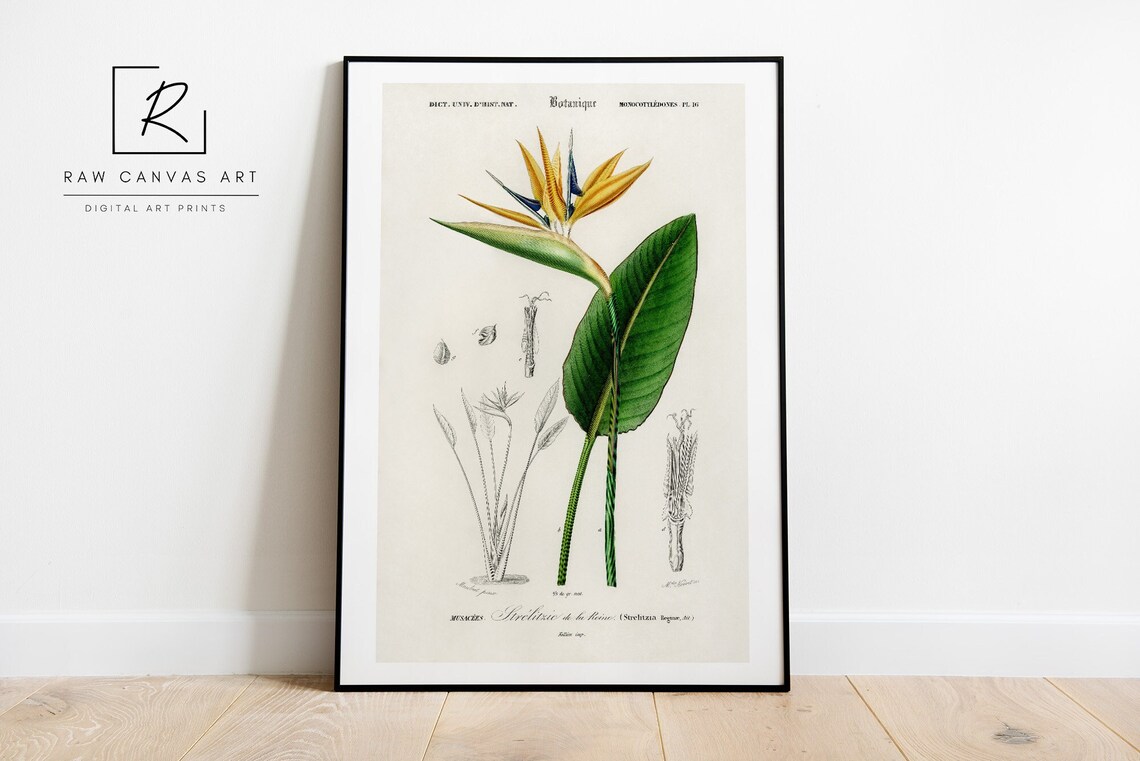 Bird Of Paradise, Vintage Botanical Wall Art