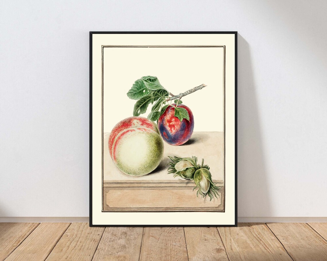 Antique Peach Plum Hazelnut Botanical Illustration Vintage Fruit Print
