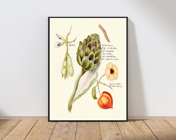 Antique Artichoke and Vegetables Botanical Illustration Vintage Print