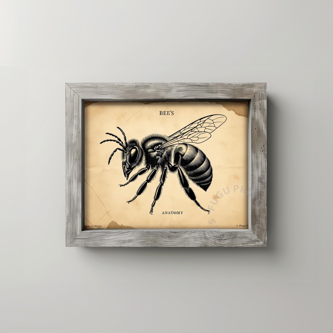 Bee Anatomy Vintage Insect Illustration Art Print - Image 2