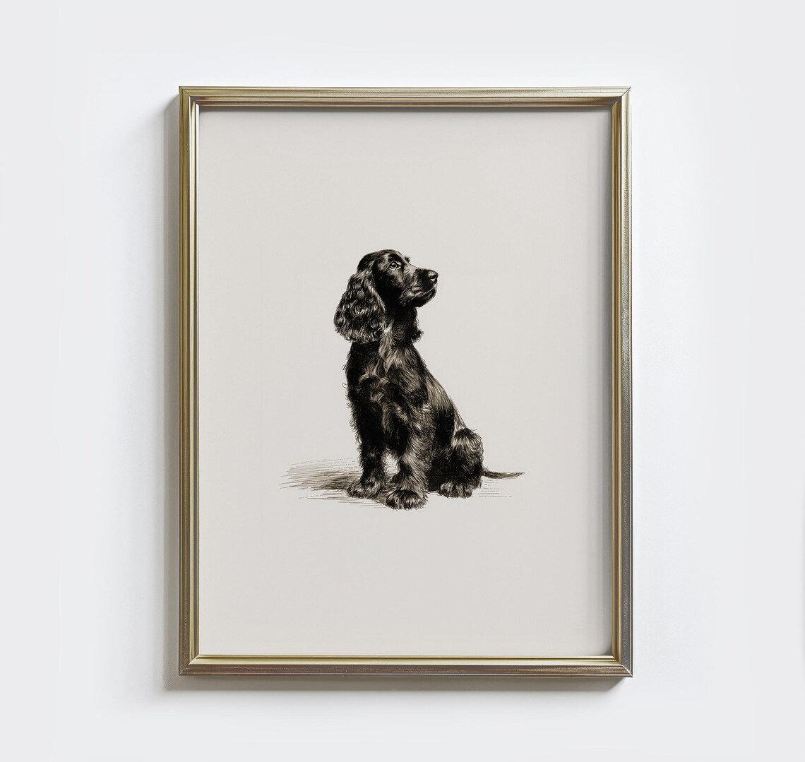 Vintage Black Cocker Spaniel Pen Sketch Dog Art Portrait Poster