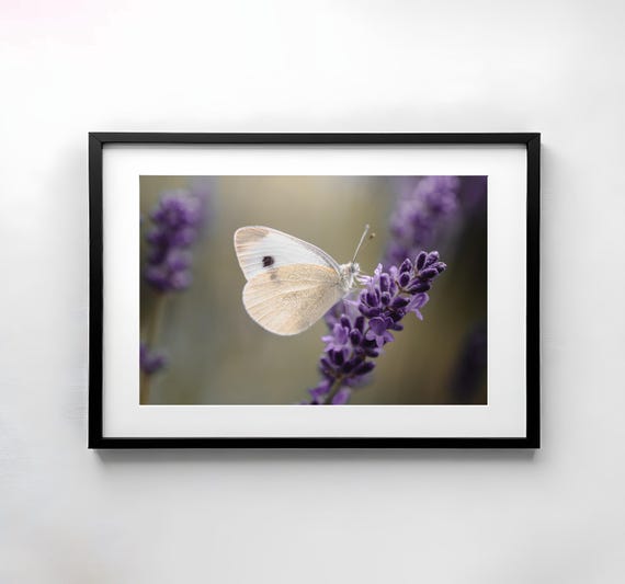 Butterfly Photography Nature Wall Art Poster Print Macro Nature Photography Decor Art Wall Decorationlavenderdownload