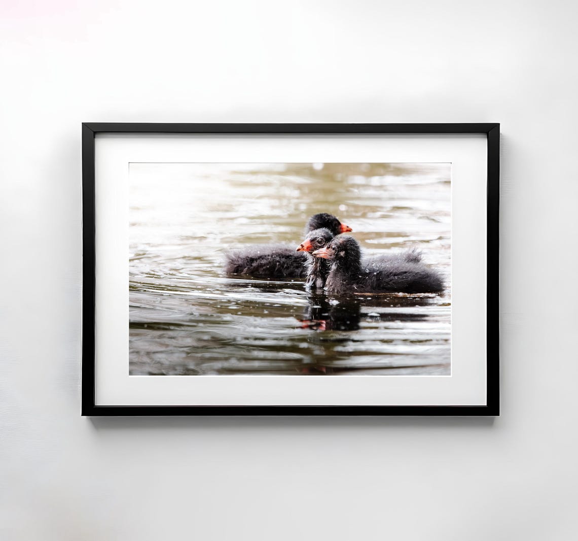 Baby Coot Ducklings Swimming Together Bird Photography Poster
