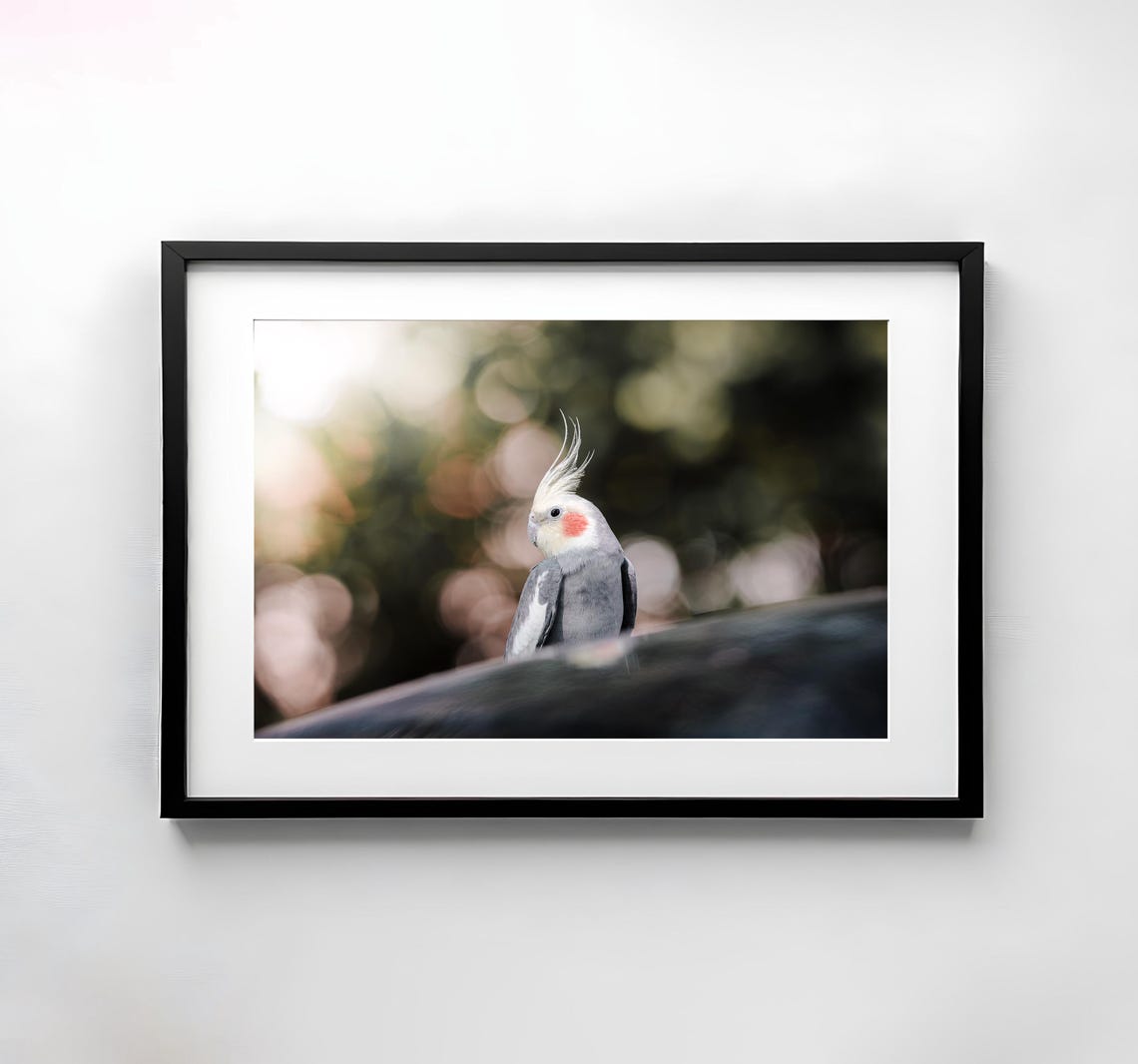 Cockatiel Parrot Crest Up Portrait Soft Bokeh Wildlife Bird Poster
