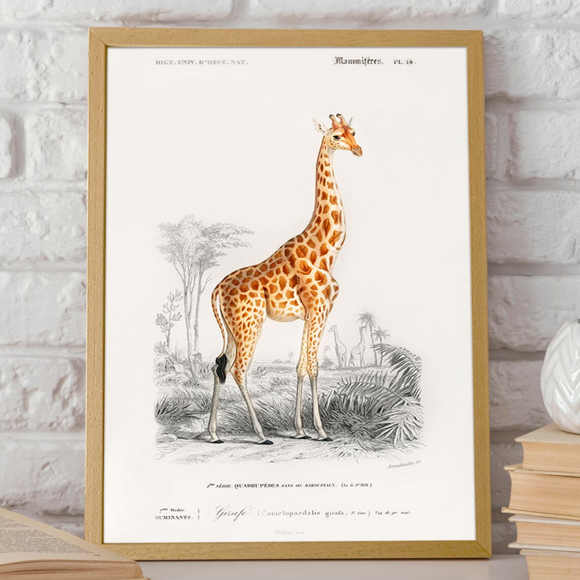 Vintage Giraffe Natural History Classic French Illustration Poster - Image 2