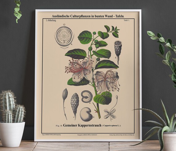 Caper Bush Botanical Art, Capparis Spinosa Poster